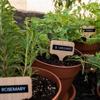 Herb garden with oregano, rosemary, and parsley in terracotta pots with wooden plant labels