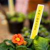 Brother yellow laminated label tape with 'PRIMROSE' text marking a potted primrose plant