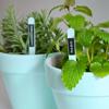 Fresh basil and lavender in white pots with printed herb labels